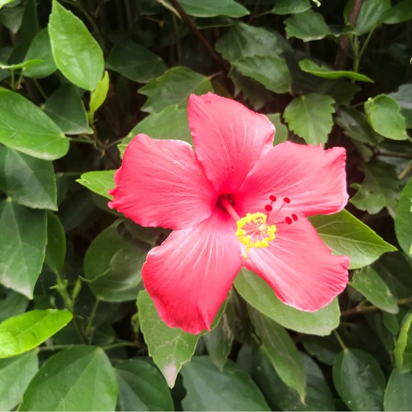 Meet your Posher, BC - Picture 1 of 1